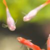 Albino Guppy no Lipstick group Top shot