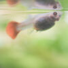 Albino Guppy no Lipstick solo shot