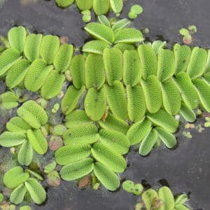 Salvinia Philippines
