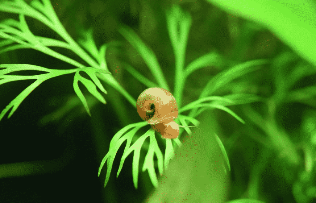 Ramshorn Snail (RamsHorn Snails) for Sale Aqua Plants Manila