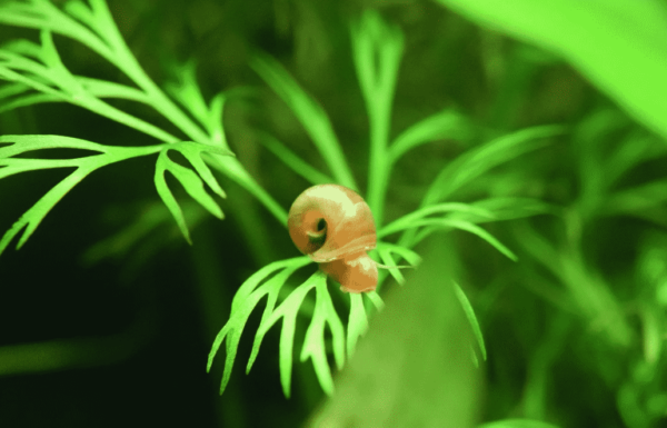 Ramshorn Snail