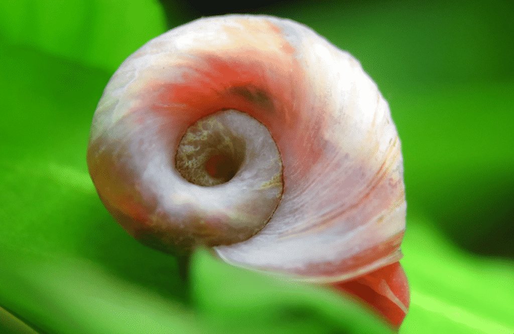 Ramshorn Snail (RamsHorn Snails) for Sale Aqua Plants Manila