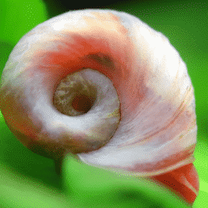 Ramshorn Snail Philippines