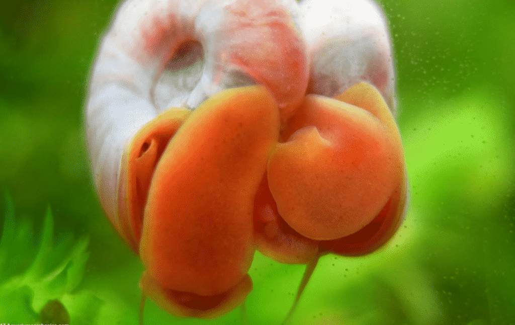 Ramshorn Snail (RamsHorn Snails) for Sale Aqua Plants Manila