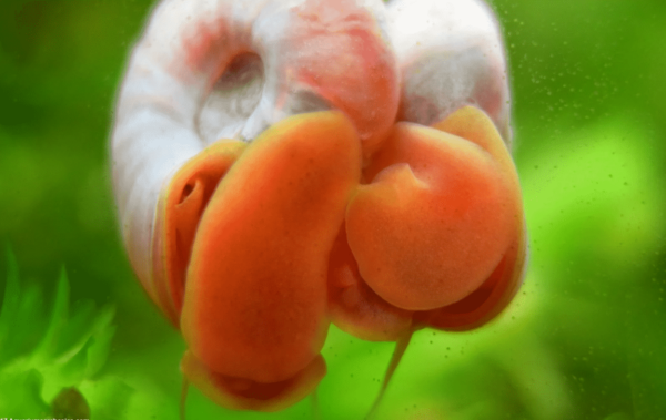 Ramshorn Snail Underbelly